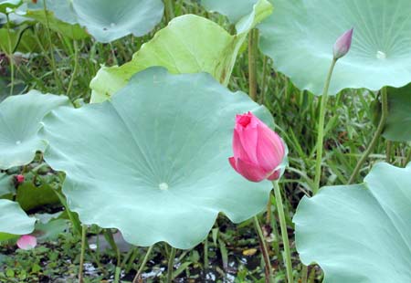 Chữa mỡ máu cao bằng lá sen hiệu quả